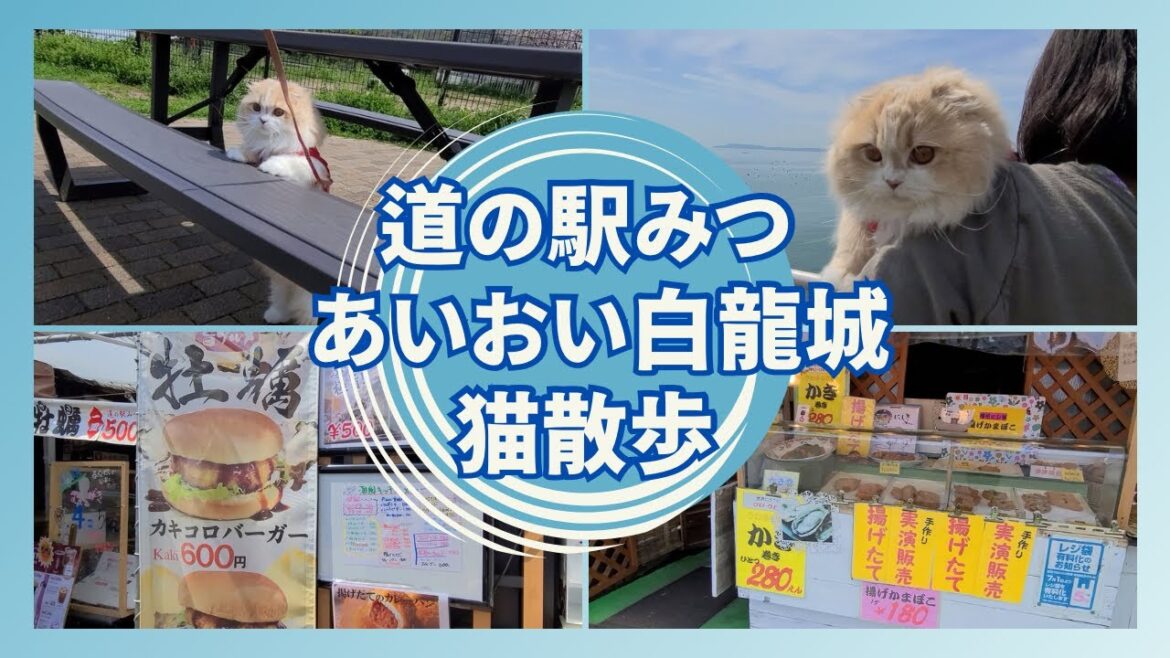 【猫散歩】道の駅みつ・道の駅あいおい白龍城巡り（スコティッシュフォールド）Going out with cats