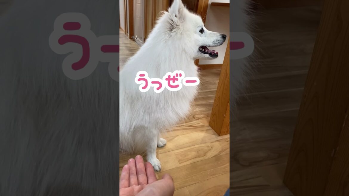 今日も犬にシカトされた　#shorts #japanesespitz #日本スピッツ