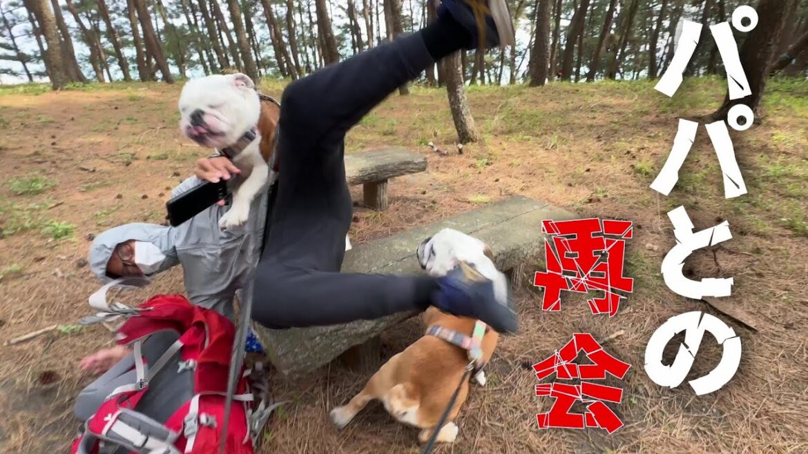 ２週間ぶりのパパとの再会にドッキリを仕掛けるも全部台無しにして襲い掛かるブルドッグがこちら！