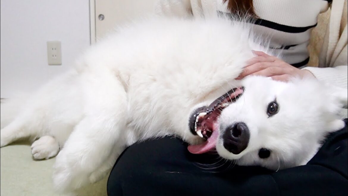 仕事帰りのママに甘えん坊が爆発してしまう赤ちゃんみたいな犬
