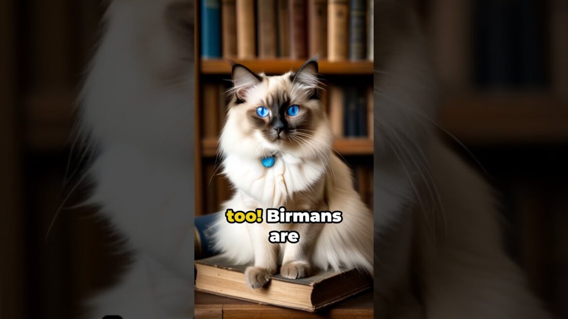 Birman Cats: The Furry Enigma Unveiled!