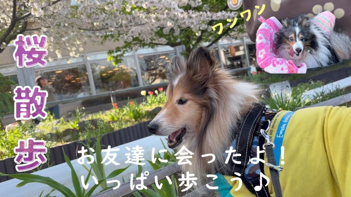 【桜散歩】シェルティ友達に会ったよ/　サロンの帰り道/　近くでお花見