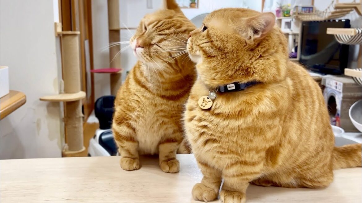 この日も色々あったごはんタイム！ #猫 #マンチカン