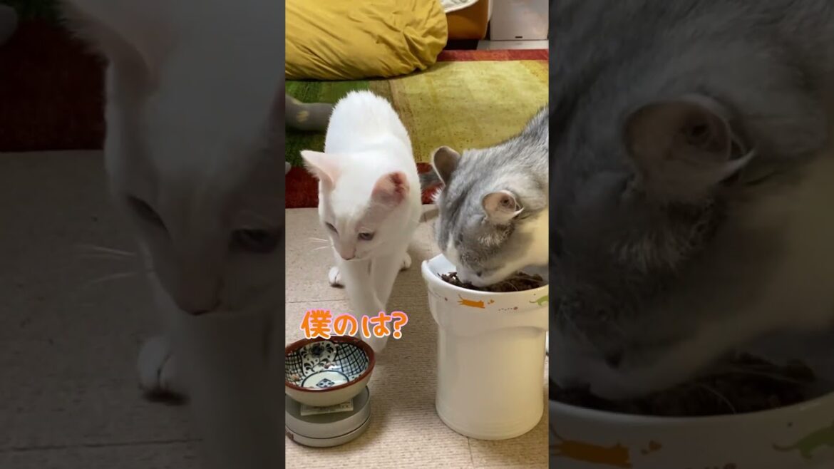 隙あらば兄猫のご飯を横盗りしようとする子猫