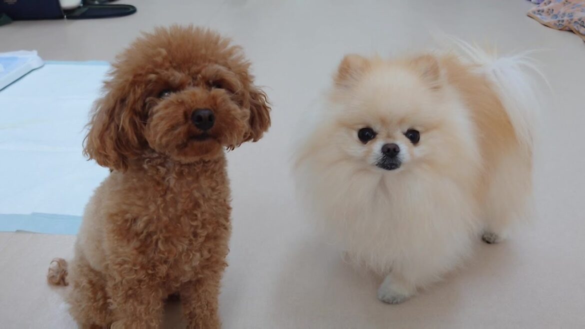 トイプードルのラテちゃんとポメラニアンのラテくん　🐶ひみつきちなう！②🐶  2024年4月21日