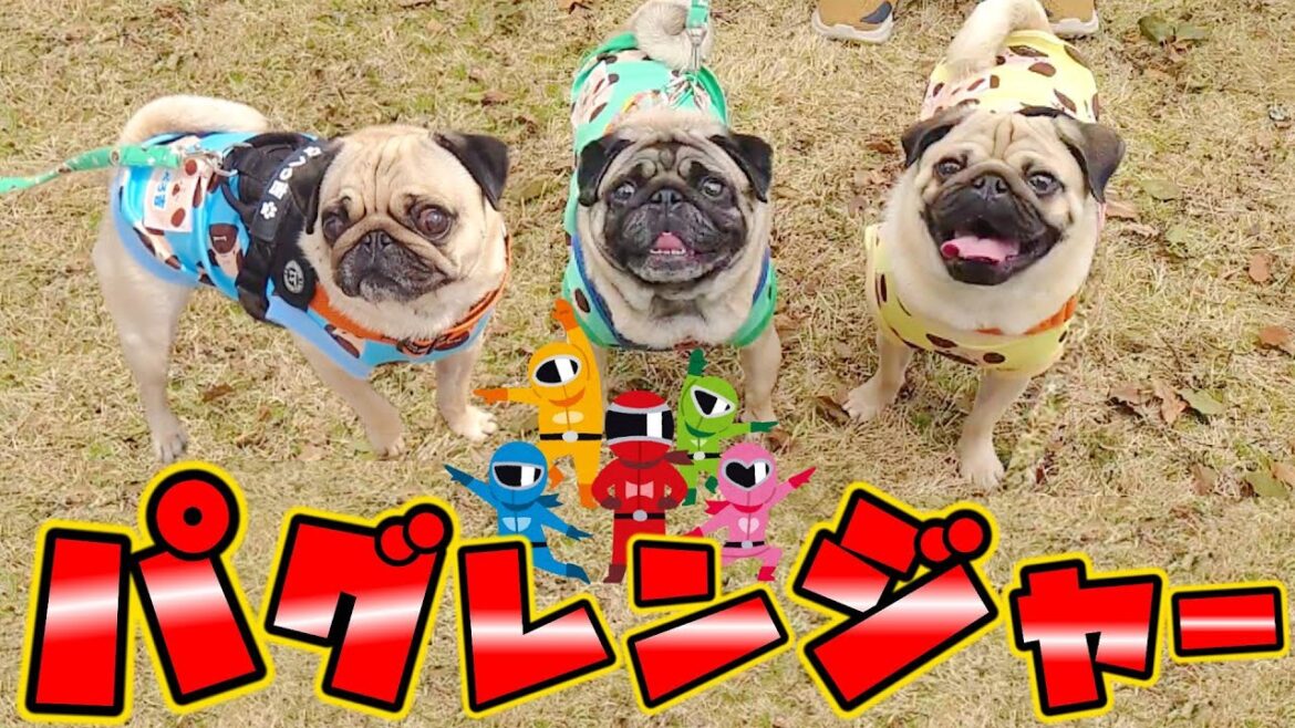 オフ会で会ったお友達に服をプレゼント🎁したらパグレンジャーが結成されました！｜隊員募集★｜滋賀おさんぽパグオフ会後編｜パグのぺろぽん兄弟pug犬｜