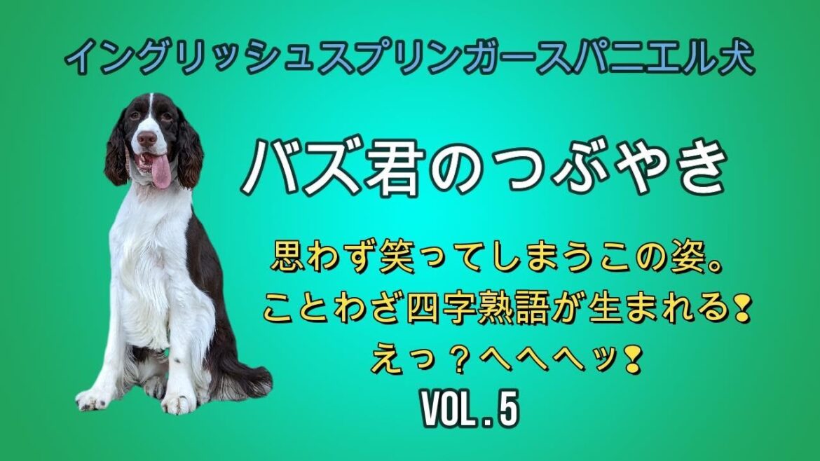 バズ君のつぶやき　イングリッシュスプリンガースパニエル犬　　　　　　ことわざ・四字熟語集