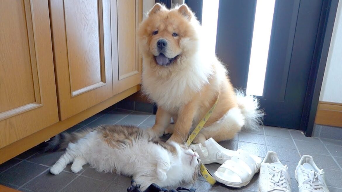 ネコに散歩の見送り(?)をしてもらうチャウチャウ犬