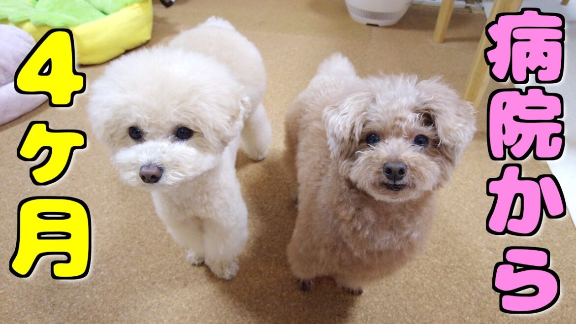 愛犬のケンケン治療でサプリを飲み始めて４ヶ月経ったらこんなに変わりました！【トイプードル】