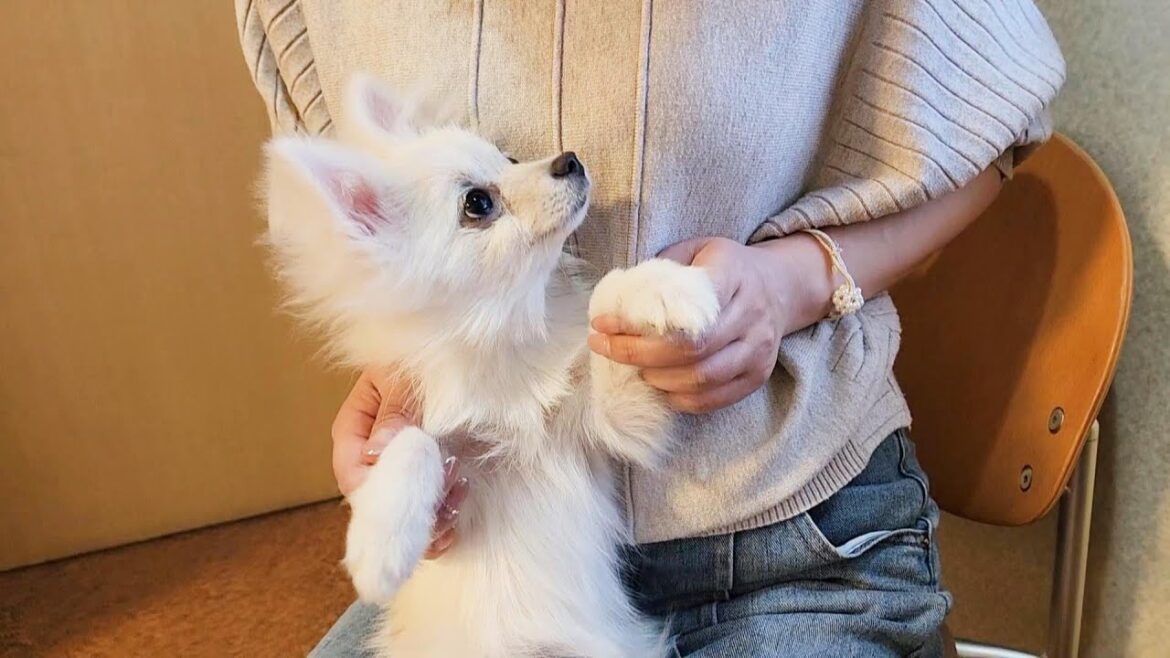 ブシュッと痛い注射を打たれた子犬のポメラニアン