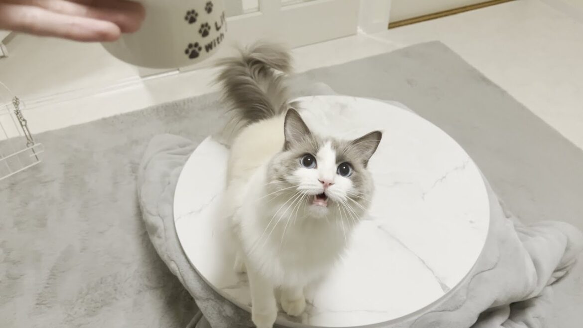 ごはんが食べたくて仕方ないラグドール猫の鳴き声がかわいすぎた。