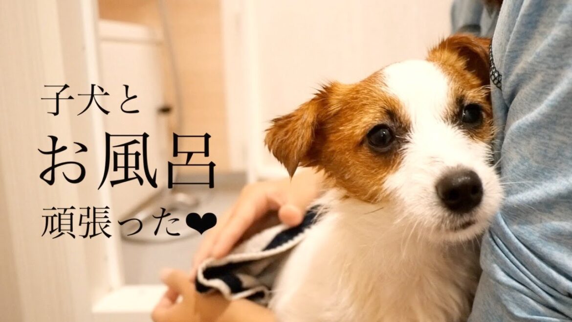 今までで一番良い子にお風呂入れた子犬/ジャックラッセルテリア/puppy