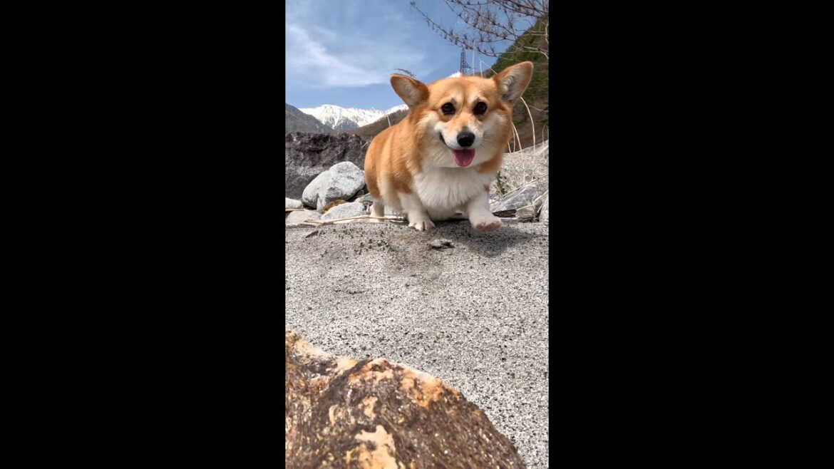 河原を歩くコーギー / Corgi walking along the riverbed #コーギー #サクラ #corgi