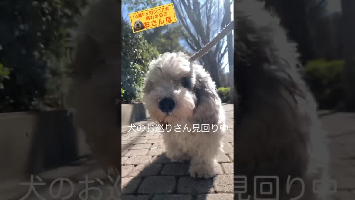 【14歳7ヶ月シニア犬のぽち】犬のお巡りさんパトロール中🚨 【14歳7ヶ月シニア犬のぽち】犬のお巡りさんパトロール中🚨