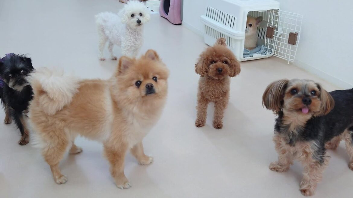 お泊り組、起床　🐶ひみつきちなう！①🐶  2024年4月21日