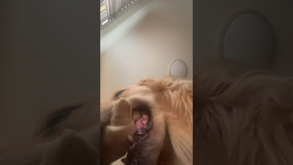 飼い主が横になったら　ゴールデンレトリバー　ボクサー犬