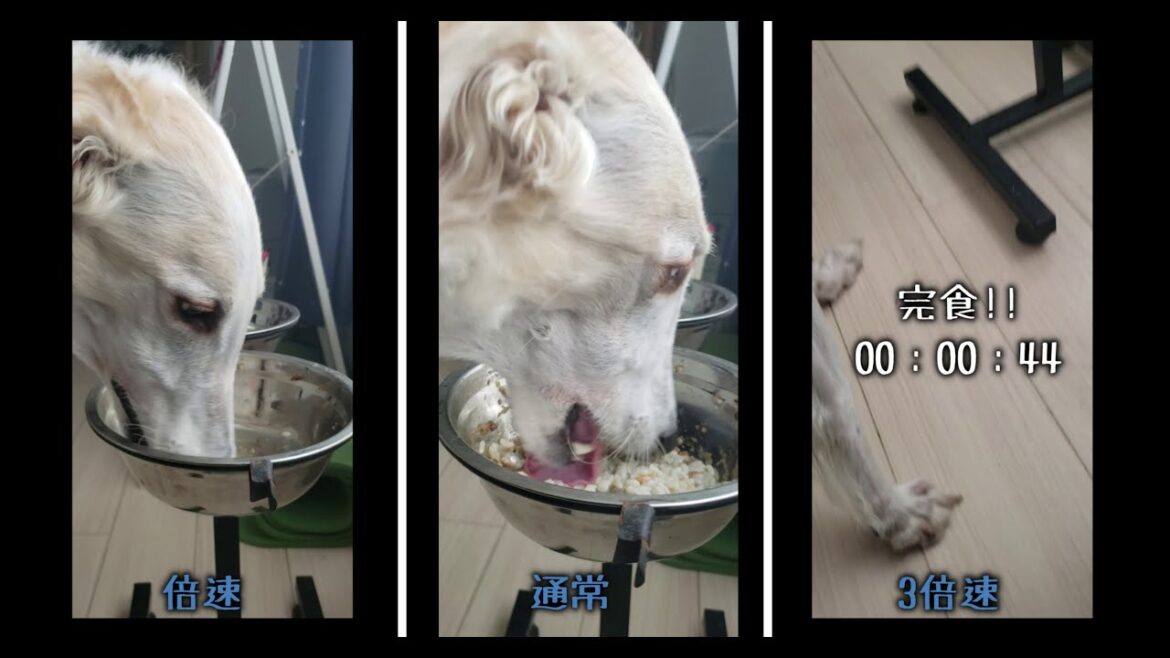 【倍速？3倍速？比較】貴婦人の優雅な食事【ボルゾイ犬のソーン】