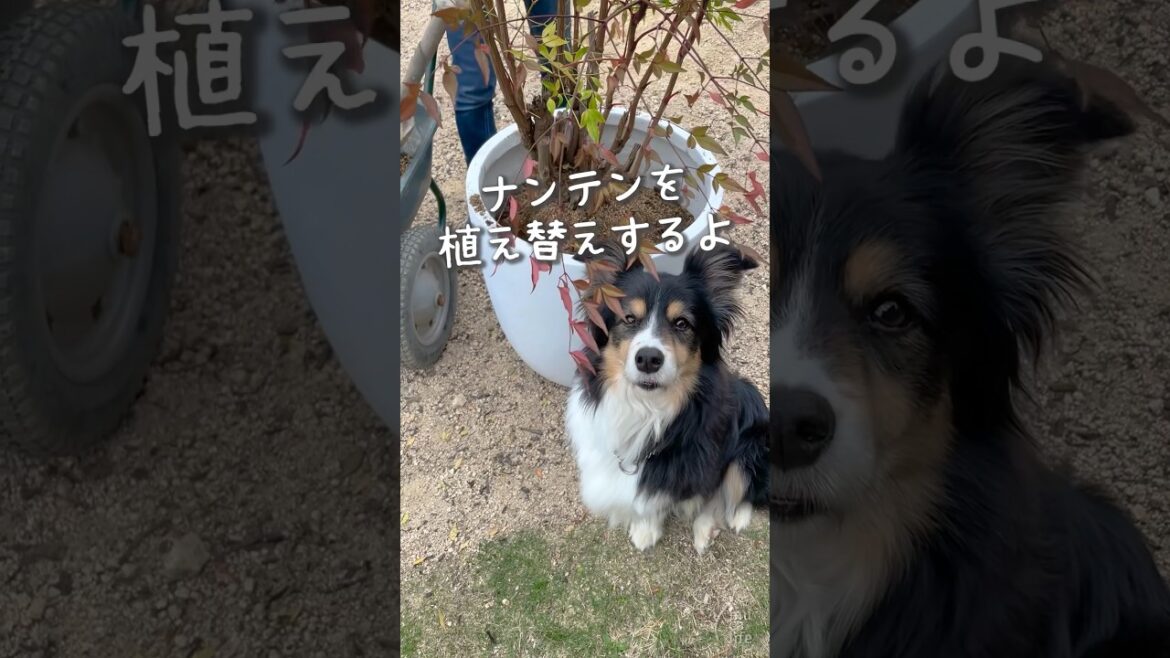 ママ、なにしてるの？の表情が可愛いボーダーコリーとオゥシー　#ボーダーコリー #オーストラリアンシェパード #dog