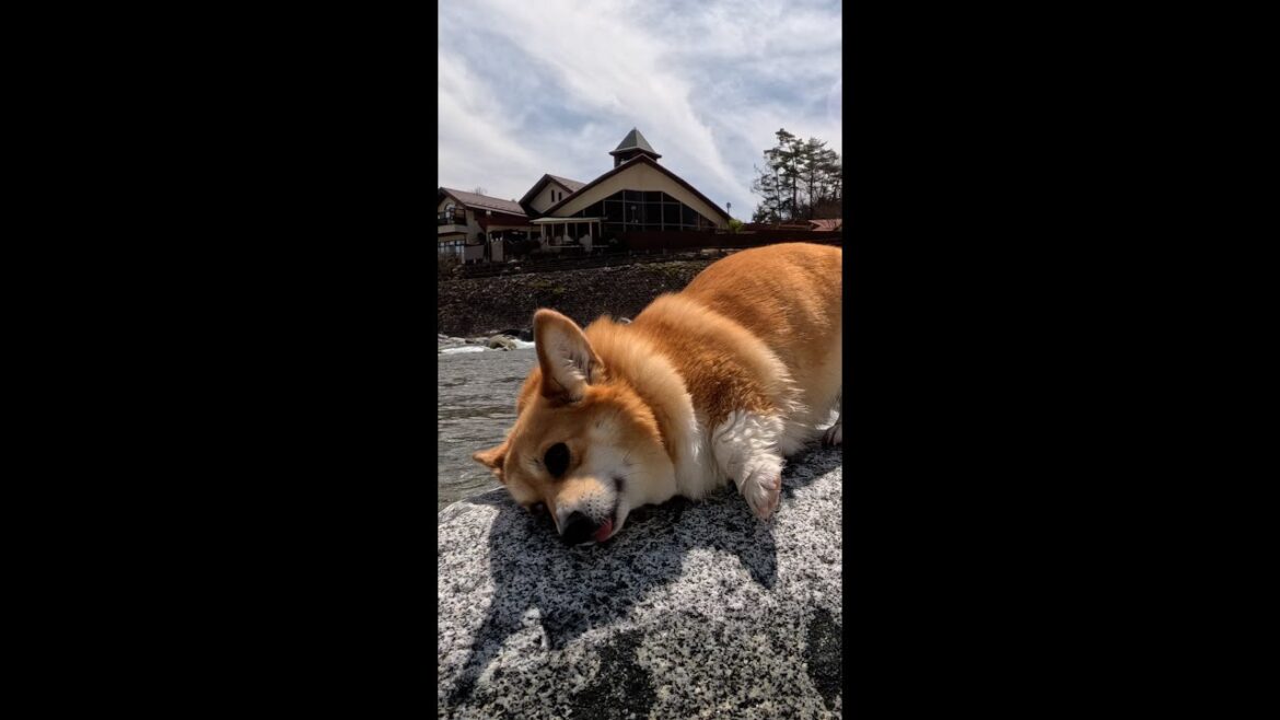 石の上でご機嫌なコーギー / Corgi having fun on the stone #コーギー #サクラ #sakura