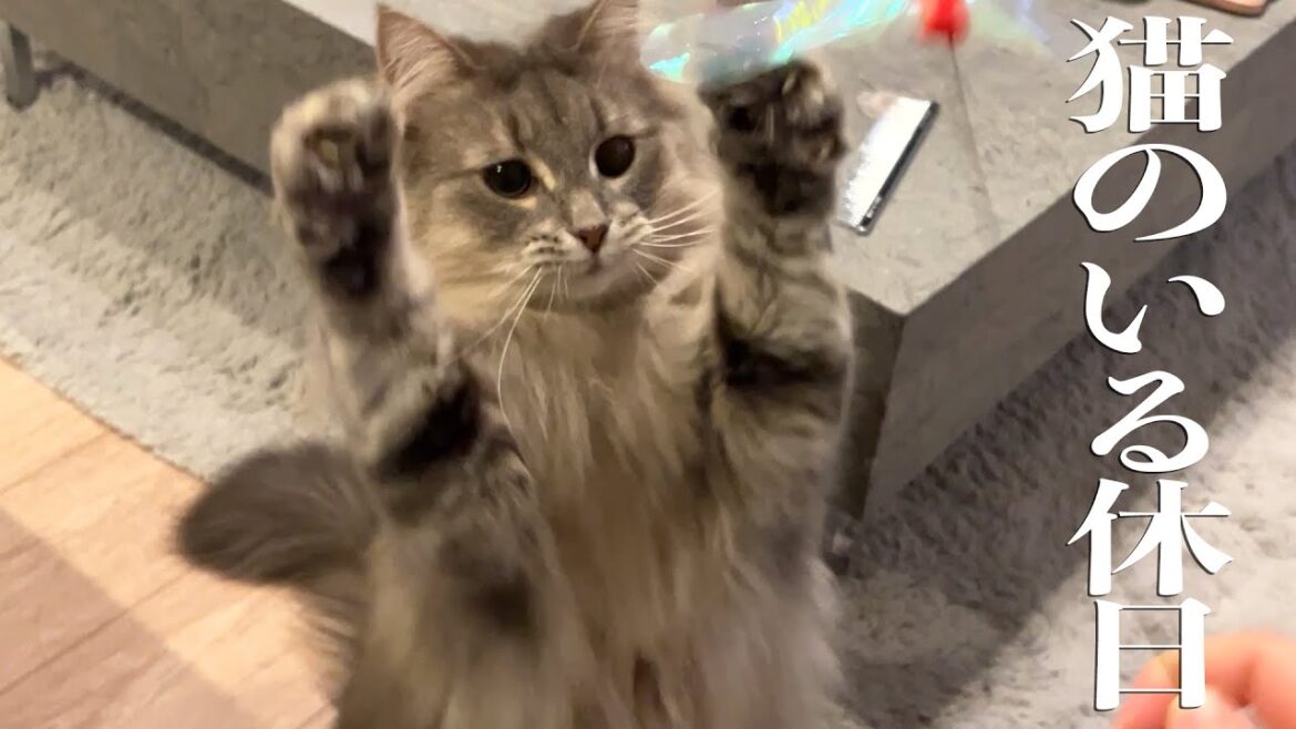 猫と過ごすのんびりした休日は最高すぎました ノルウェージャンフォレストキャット