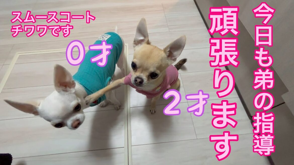 【多頭飼いスムチーず】ある日のスムチーず🐾出待ちする弟テオと芸の指導をする兄のノア
