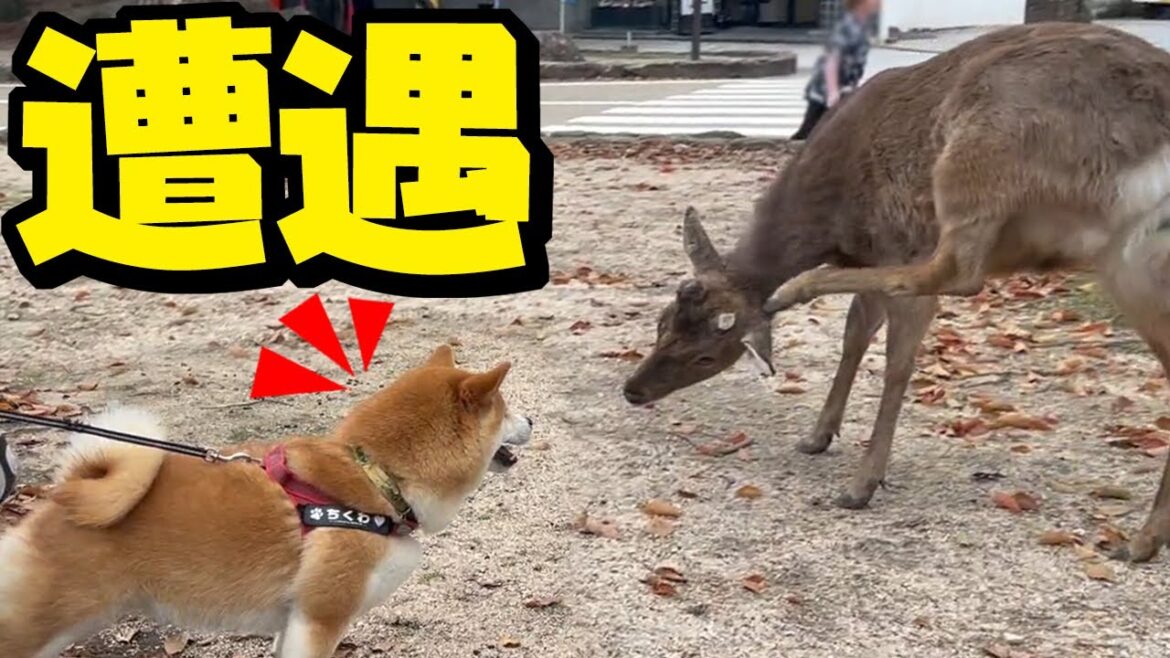 初めて宮島の鹿を見た柴犬姉妹のそれぞれの反応が可愛い