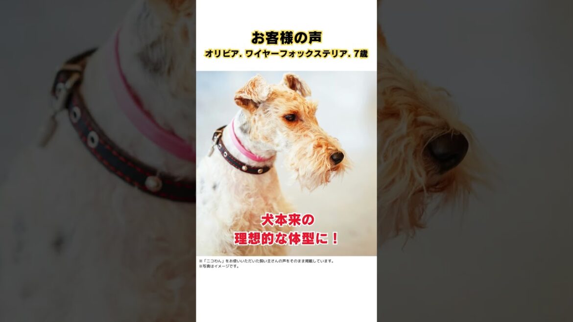 夜中のひどいかゆみから解放された愛犬（オリビア   ワイヤーフォックステリア  7歳）