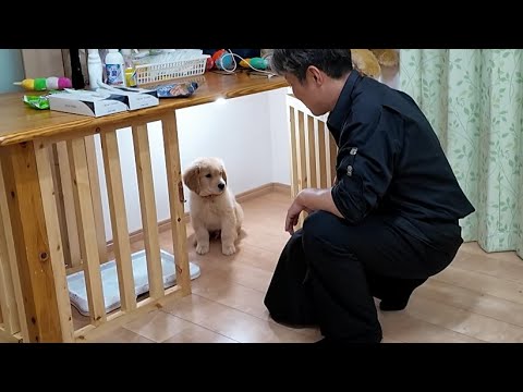 成長を続ける子犬と新たな日々がスタートします!嬉しい出来事。【Golden Retriever japan】 成長を続ける子犬と新たな日々がスタートします!嬉しい出来事。【Golden Retriever japan】