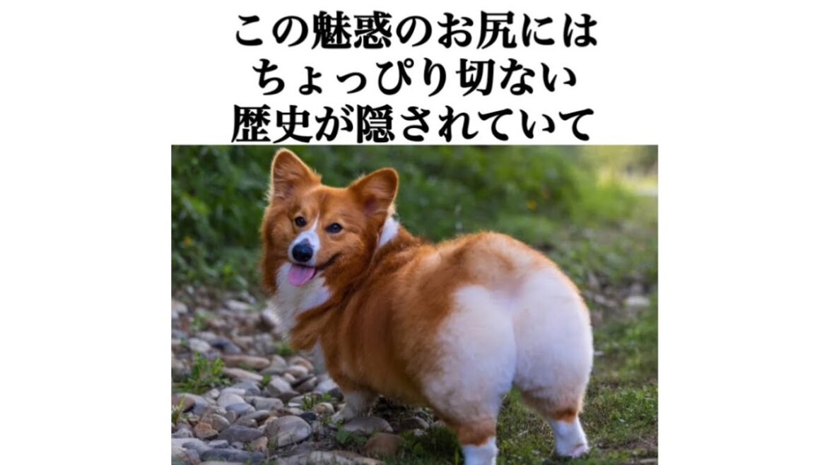 コーギーのぷりぷりなお尻の真相が泣ける