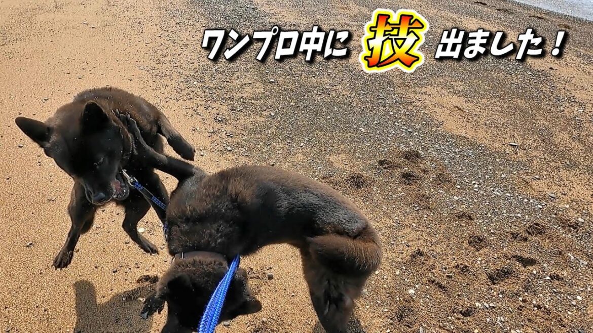 【甲斐犬】浜でワンプロ！ラリアット炸裂!!