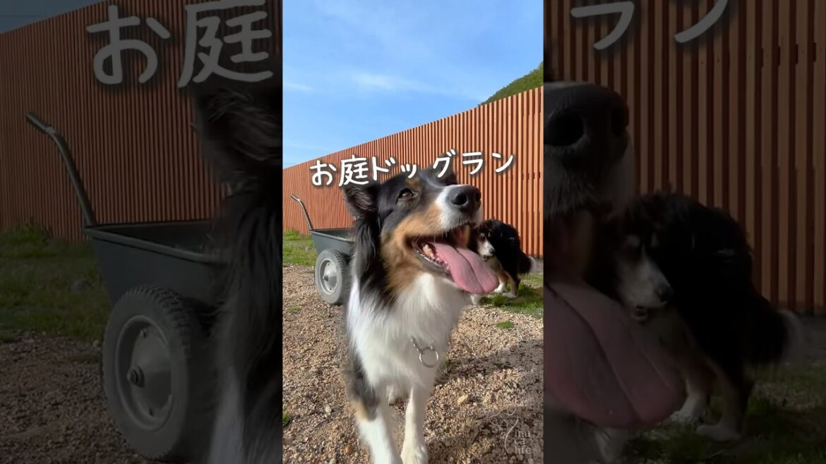 お庭ドッグランが楽しいボーダーとオゥシー　#ボーダーコリー #オーストラリアンシェパード #dog
