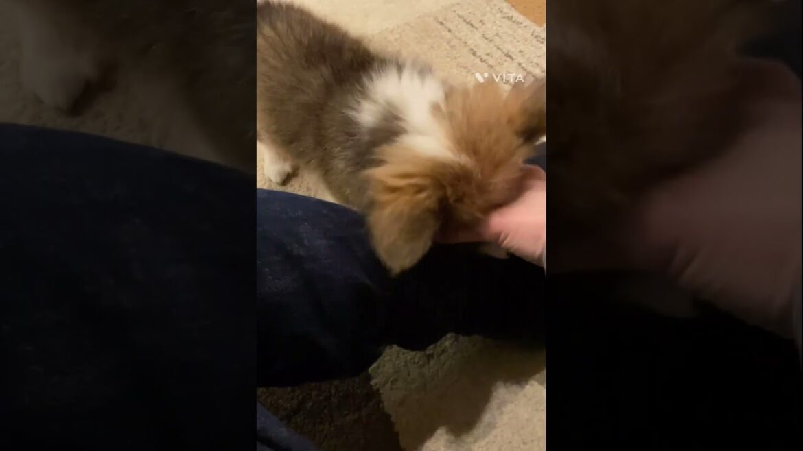 噛みつき防止しつけ中 逆ギレするパピーコーギー。。428