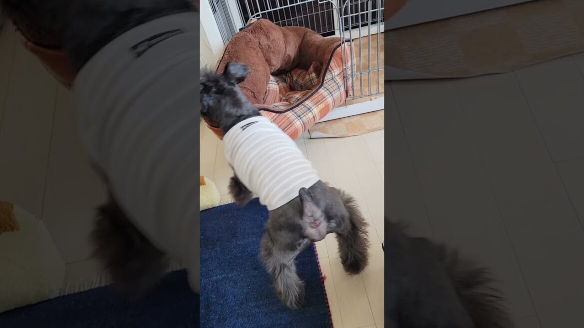どうしてもペットベッドを移動したいミニチュアシュナウザー  #シュナウザー #dog #犬 #shorts