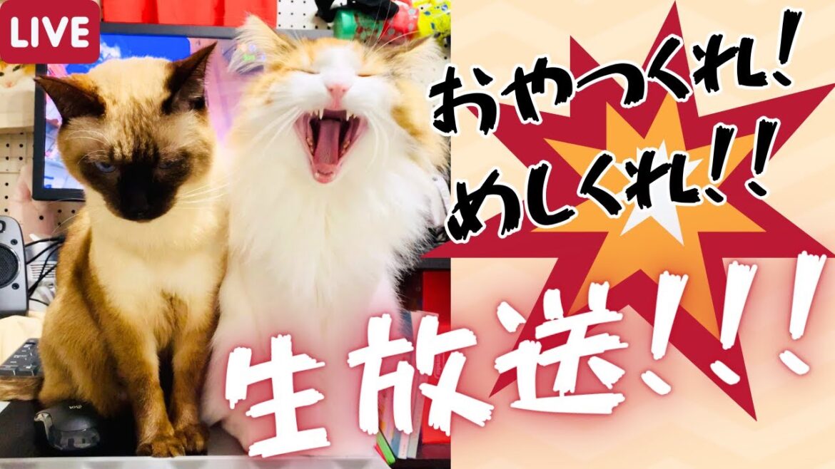 夕ご飯くれ～！部屋を走り回る保護猫＆北欧猫の様子垂れ流し生放送！【シャム猫/シャムミックス＆北欧猫/ノルウェージャンフォレストキャット】#cat #japanesecat