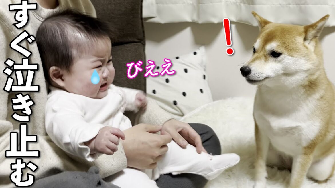 泣いてる赤ちゃんがすぐに泣き止む柴犬のあやし方 泣いてる赤ちゃんがすぐに泣き止む柴犬のあやし方