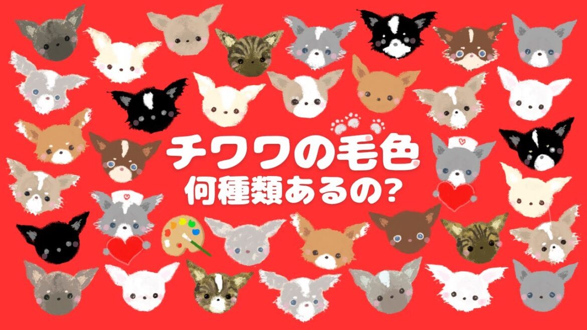 チワワの毛色って何種類あるの？※イラストチャレンジしました