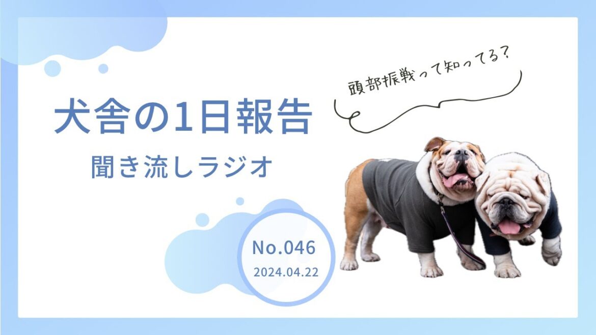 【音声のみ】第046回  ブルドッグの飼い主さんなら知っておいた方がいいこと(●´ω`●)ヘッドボビングシンドローム❓ 【音声のみ】第046回  ブルドッグの飼い主さんなら知っておいた方がいいこと(●´ω`●)ヘッドボビングシンドローム❓