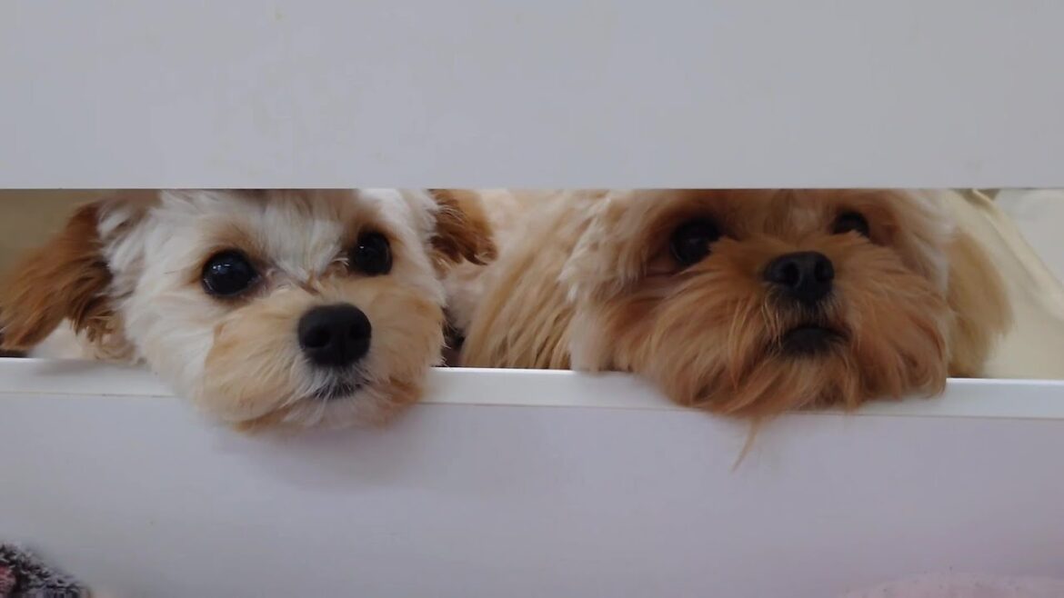 兄弟のようなチワプーのウィルくんとペキプーのとろろこんぶくん 🐶ひみつきちなう!②🐶  2024年4月22日 兄弟のようなチワプーのウィルくんとペキプーのとろろこんぶくん 🐶ひみつきちなう!②🐶  2024年4月22日