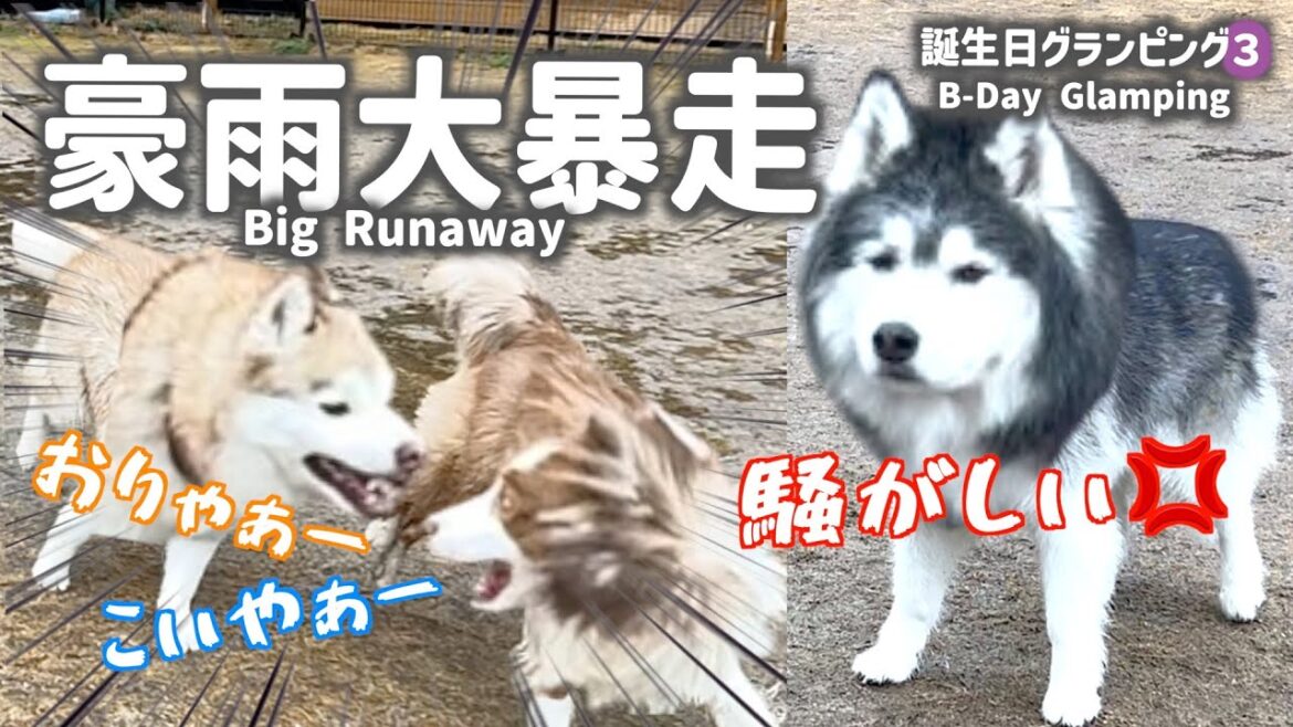 【暴風雨の中大暴走】ハスキーとオーストラリアンシェパードが暴風雨で大はしゃぎ！泥遊びの楽しさ満喫しまくりました