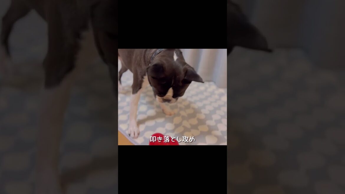 コングの攻略法【ボストンテリア】 コングの攻略法【ボストンテリア】