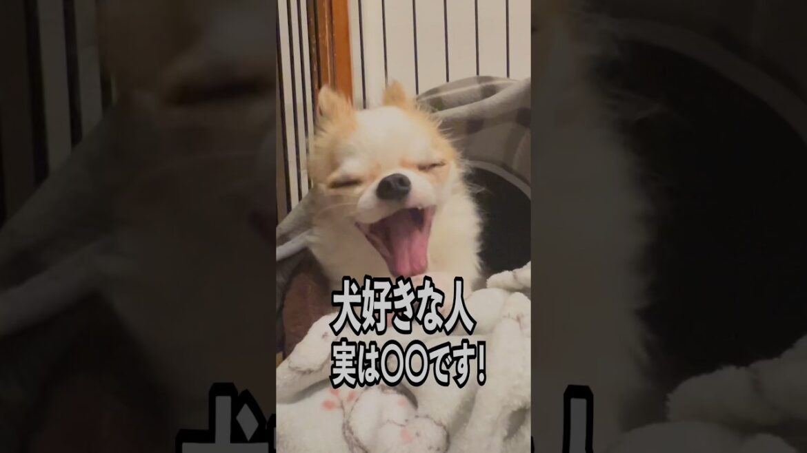 【犬が好きな人って実は〇〇】