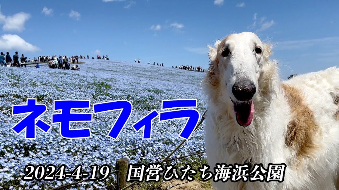青い絨毯 /ネモフィラ ・ひたち海浜公園　ボルゾイ散歩