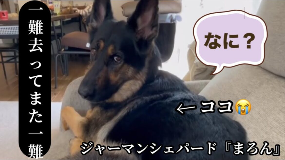 【シェパード閲覧注意】やっと元気になったのに背中におでき😰9:36〜映像はモザイク処理してますが苦手な方はスキップ⏭️お願いします🙇‍♀️
