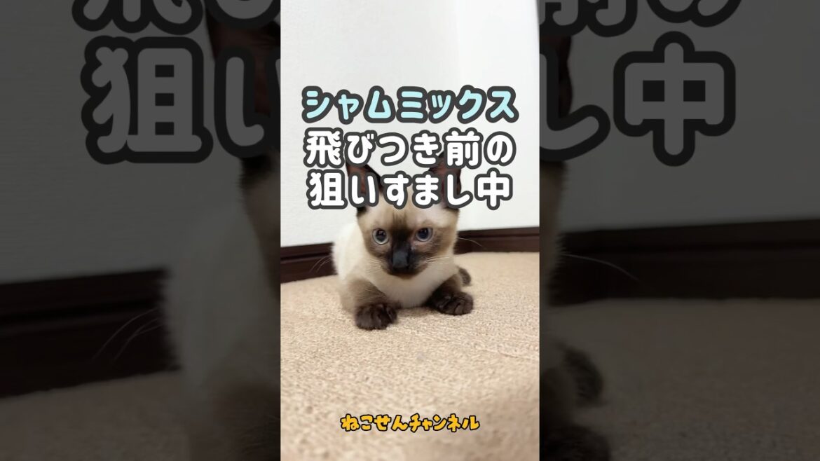 【保護猫シャムミックス】オモチャ前編😊💨（真冬に保護した子猫） | ねこせん