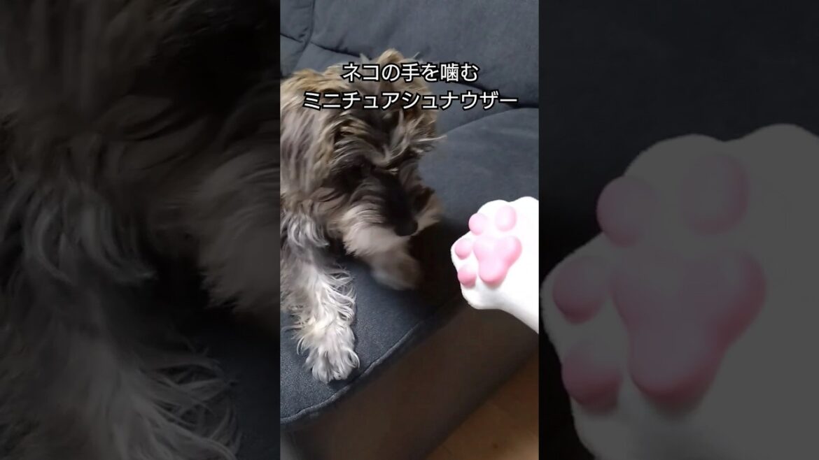 ネコの手を噛むミニチュアシュナウザー #犬  #子犬  #ミニチュアシュナウザー