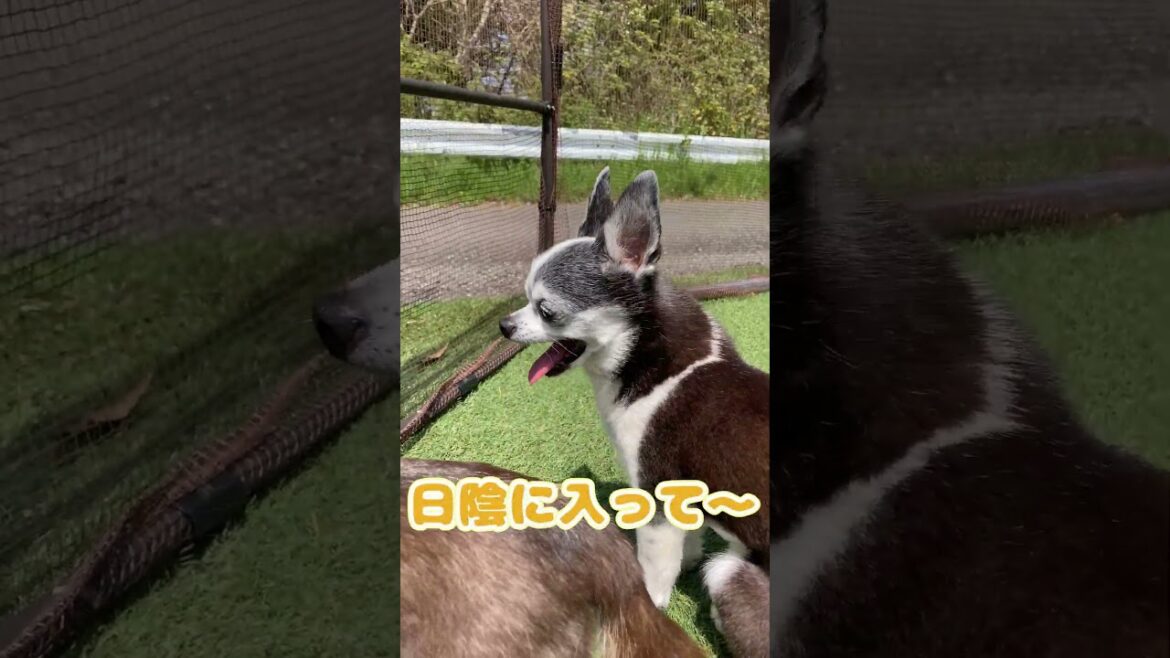 スムースコートチワワ ドッグラン夏仕様 #Shorts #dog