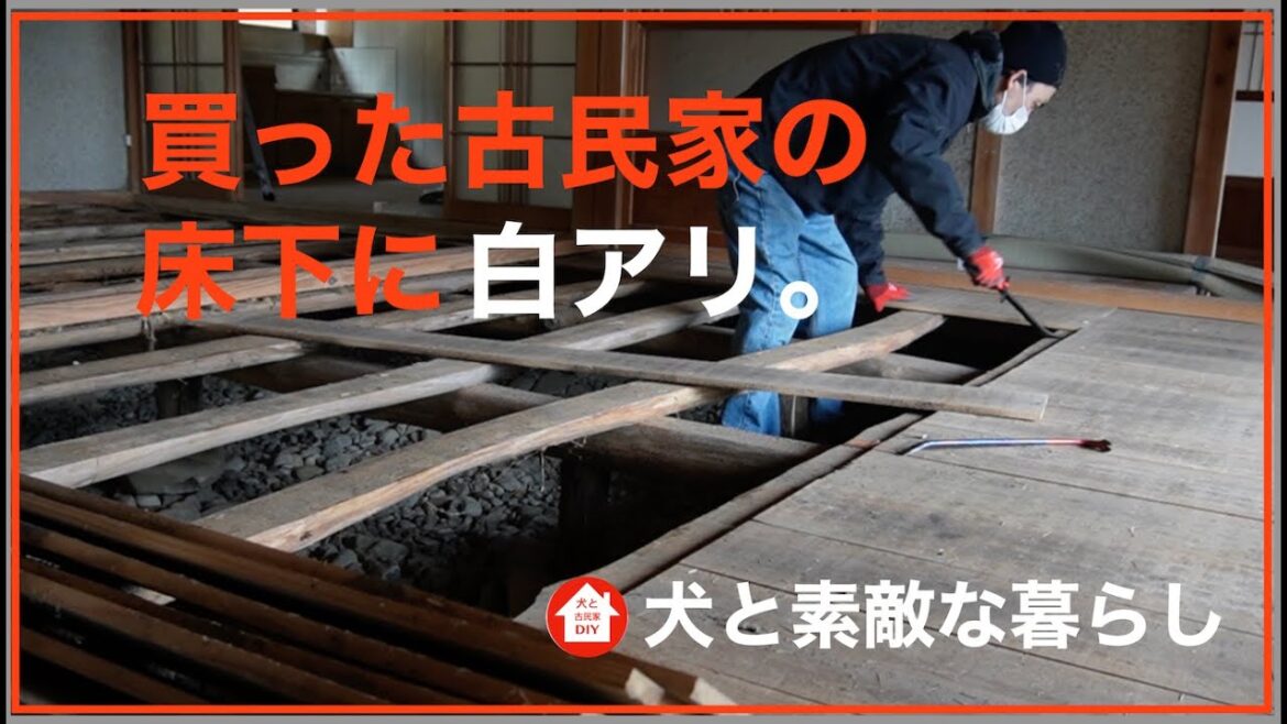 【犬と古民家DIY】買った古民家に白アリがいました。