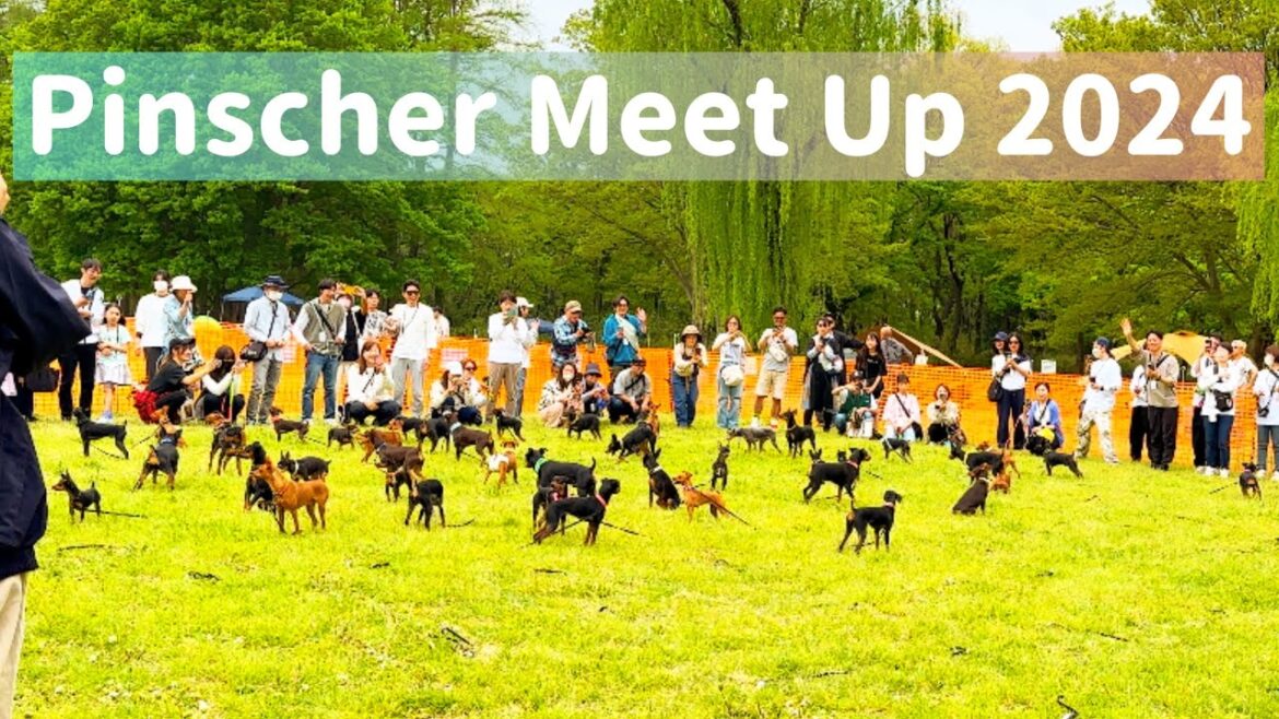 【年に一度の大規模オフ会！】Pinscher Meet Up 2024