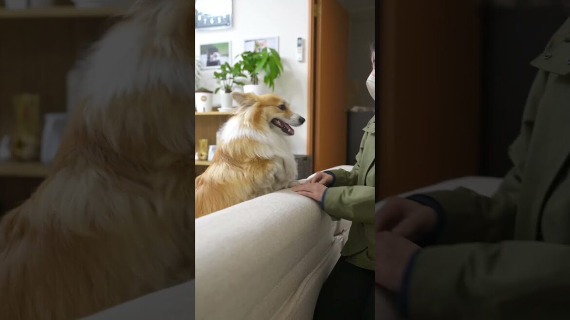 仕事から帰ってくると・・ #shorts #コーギー #corgi 仕事から帰ってくると・・ #shorts #コーギー #corgi