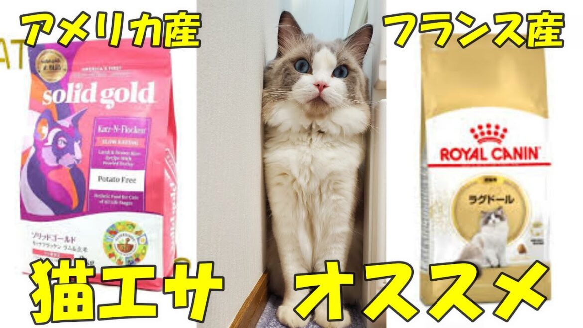 猫エサおすすめ ソリッド・ゴールドとロイヤルカナン ラグドールの食べ比べ対決 ラグドール猫 【モフニャン】part214 猫エサおすすめ ソリッド・ゴールドとロイヤルカナン ラグドールの食べ比べ対決 ラグドール猫 【モフニャン】part214